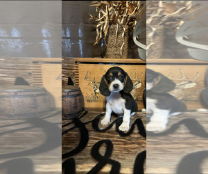 Beagle Litter for sale in KOSHKONONG, MO, USA