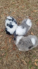 Pomeranian Litter for sale in WINDSOR, SC, USA