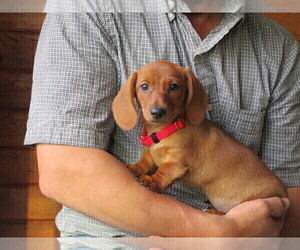 Dachshund Litter for sale in OWEN, WI, USA