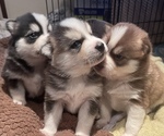 Small Photo #1 Pomsky Puppy For Sale in EAST HADDONFIELD, NJ, USA