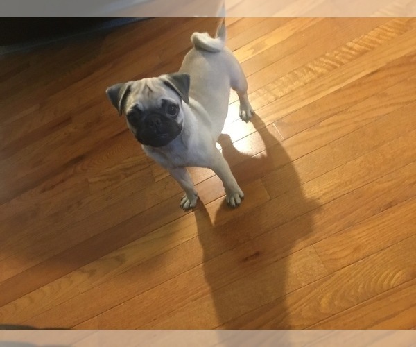 Medium Photo #1 Pug Puppy For Sale in BRYANT, IN, USA
