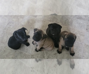Boerboel Litter for sale in MADISON, WI, USA