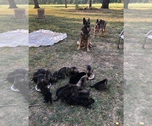 View Ad German Shepherd Dog Litter Of Puppies For Sale Near Kansas Garland Usa Adn 215498