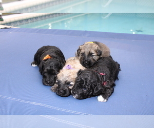 Aussie-Poo-Poodle (Toy) Mix Litter for sale in PORT CHARLOTTE, FL, USA