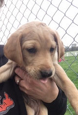 Labrador Retriever Litter for sale in WATERTOWN, WI, USA