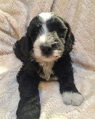 Sheepadoodle Litter for sale in AUSTIN, TX, USA