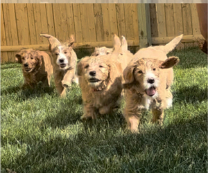 Goldendoodle Litter for sale in NORTH ROYALTON, OH, USA