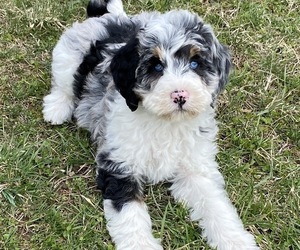 Bernedoodle-Poodle (Miniature) Mix Litter for sale in BOWLING GREEN, OH, USA
