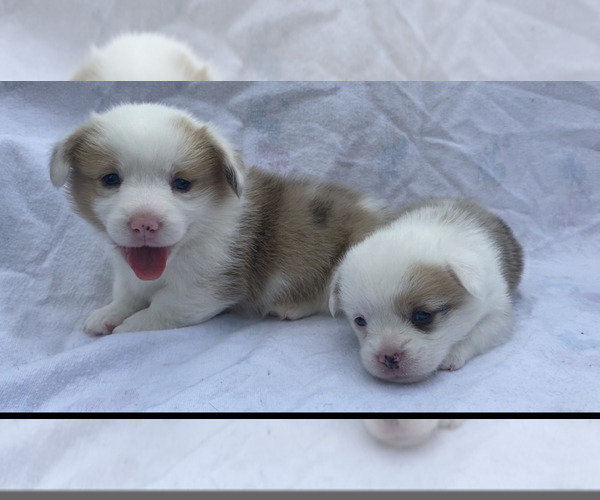 Medium Photo #1 Pembroke Welsh Corgi Puppy For Sale in INDEPENDENCE, MO, USA