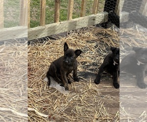 Dutch Shepherd Dog Litter for sale in WEST POINT, VA, USA