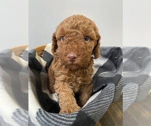 Miniature Labradoodle Litter for sale in ELSTONVILLE, PA, USA
