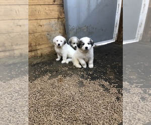 Great Pyrenees Litter for sale in DELAWARE, OH, USA