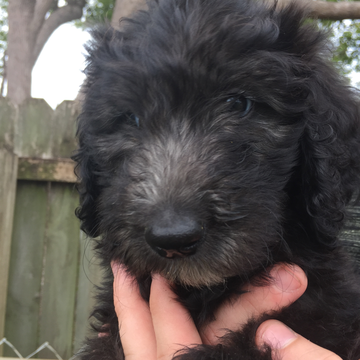 Medium Photo #1 Goldendoodle Puppy For Sale in PORT RICHEY, FL, USA