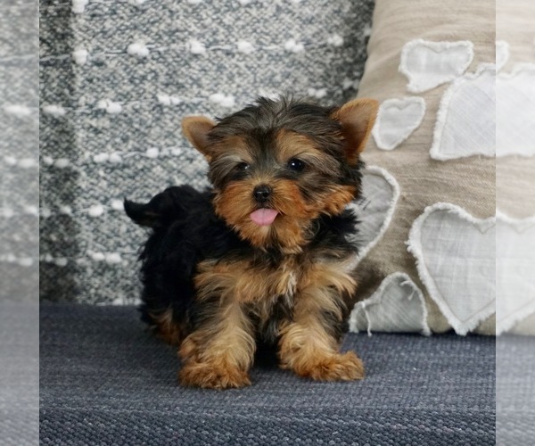 Medium Photo #1 Yorkshire Terrier Puppy For Sale in WARSAW, IN, USA