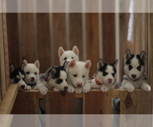 Siberian Husky Litter for sale in TRACY, CA, USA