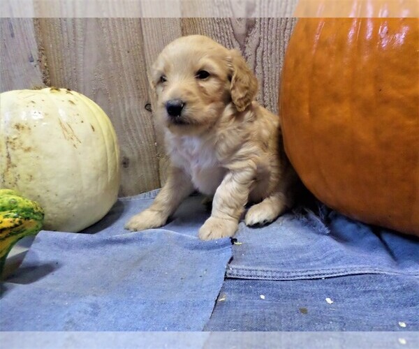 Medium Photo #1 Labradoodle Puppy For Sale in PORT TREVORTON, PA, USA
