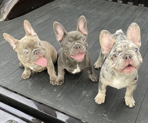 French Bulldog Litter for sale in HOUSTON, TX, USA