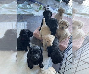 Goldendoodle Litter for sale in KINGSTON, TN, USA