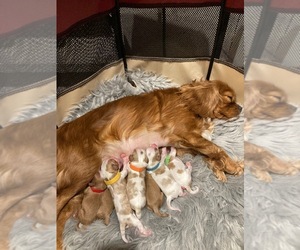 Cavalier King Charles Spaniel Litter for sale in MCLEAN, IL, USA