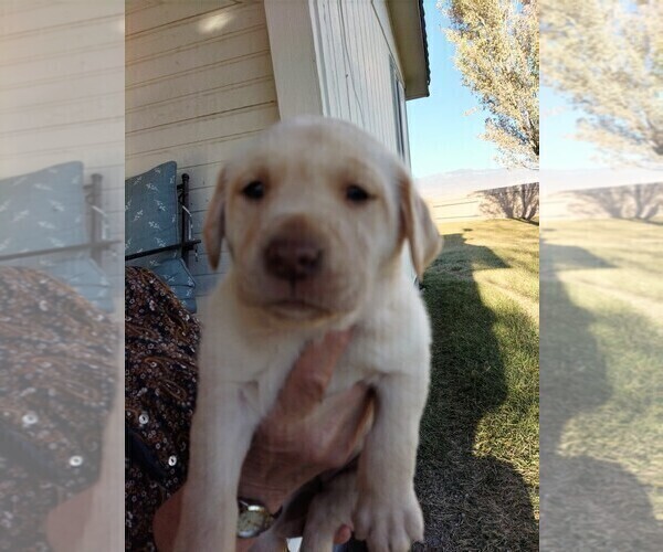 Medium Photo #1 Labrador Retriever Puppy For Sale in PAHRUMP, NV, USA