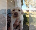 Small Photo #1 Labrador Retriever Puppy For Sale in PAHRUMP, NV, USA