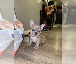 French Bulldog Litter for sale in SAN JOSE, CA, USA
