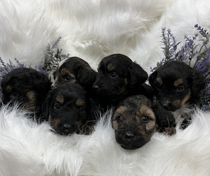Aussiedoodle Miniature  Litter for sale in ARCADIA, FL, USA
