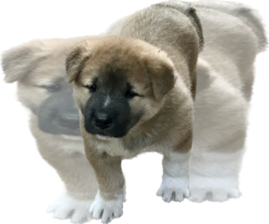 Akita Litter for sale in SHELBY, NC, USA