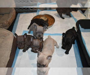 French Bulldog Litter for sale in WACO, TX, USA