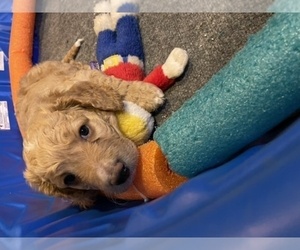 Double Doodle Litter for sale in STERLING HEIGHTS, MI, USA