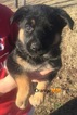 Small Photo #1 German Shepherd Dog Puppy For Sale in IRONTON, OH, USA