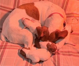 Jack Russell Terrier Litter for sale in KINGSVILLE, MO, USA