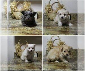 Pomeranian-Poodle (Toy) Mix Litter for sale in EVART, MI, USA
