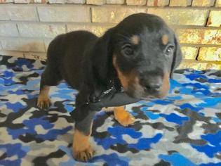 Rottweiler Litter for sale in FRANKLIN, IN, USA