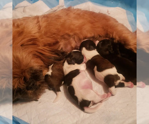 Shih Tzu Litter for sale in AKRON, OH, USA