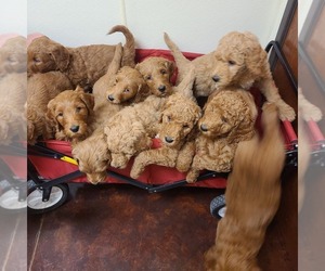 Goldendoodle Litter for sale in CANYON, TX, USA