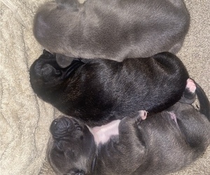 American Bully Litter for sale in CRAFTON, PA, USA