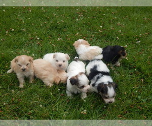 Jack Russell Terrier-Maltese Mix Litter for sale in MOUNT PLEASANT MILLS, PA, USA