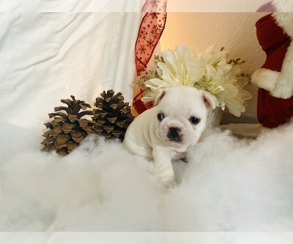 Medium Photo #1 French Bulldog Puppy For Sale in HI VISTA, CA, USA