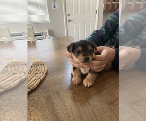 Yorkshire Terrier Litter for sale in COOLBAUGH TOWNSHIP, PA, USA