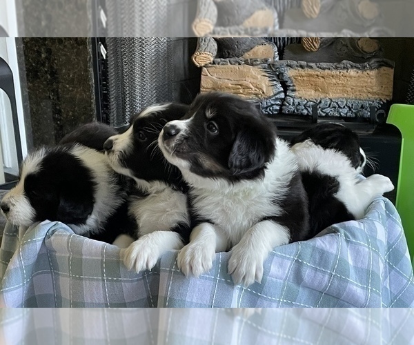 Medium Photo #1 Border Collie Puppy For Sale in JACKSONVILLE, NC, USA