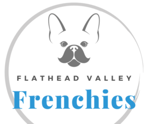 French Bulldog Litter for sale in SOMERS, MT, USA