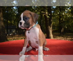 Boxer Litter for sale in NEOSHO, MO, USA