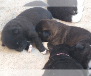 Akita Litter for sale in BLACK FOREST, CO, USA