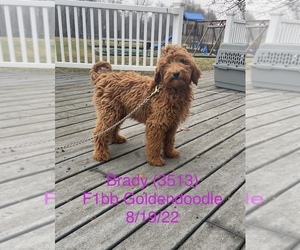 Goldendoodle (Miniature) Litter for sale in SHIPSHEWANA, IN, USA
