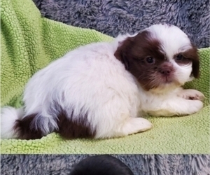 Shih Tzu Litter for sale in DONGOLA, IL, USA