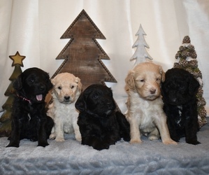 Labradoodle Litter for sale in GRANTS, NM, USA