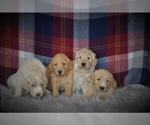 Goldendoodle Litter for sale in ARCANUM, OH, USA