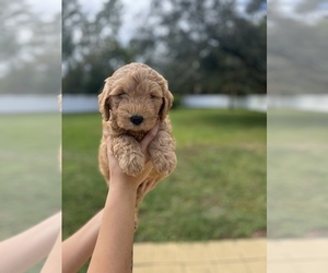 Goldendoodle Litter for sale in SAINT JOHNS, FL, USA