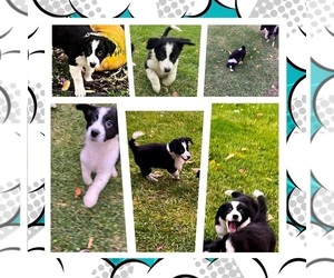 Border Collie Litter for sale in SAUK CITY, WI, USA